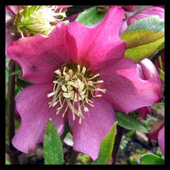 Héllébore rose