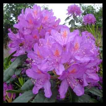 Rhododendrons sauvage