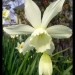 Narcisse blanc