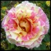 Rose Claude Monet