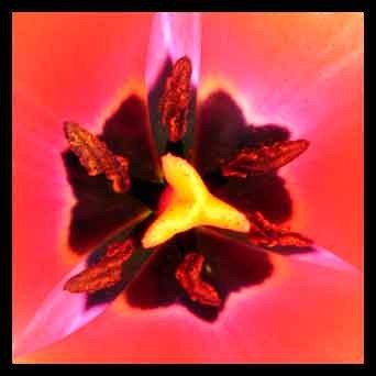 Au cœur d'une tulipe