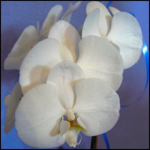 orchidee_6_07_08.jpg